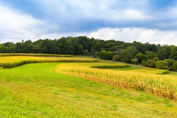 Amerikanska landsbygden sädesfält med stormig himmel — Stockfoto