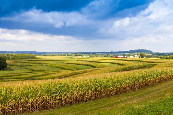 Американський сільській місцевості кукурудзяне поле з бурхливому небі — стокове фото