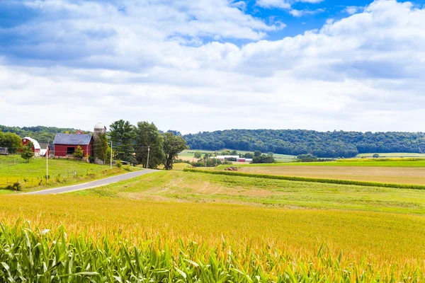 American Countryside Corn Field With Stormy Sky — Stock Photo, Image