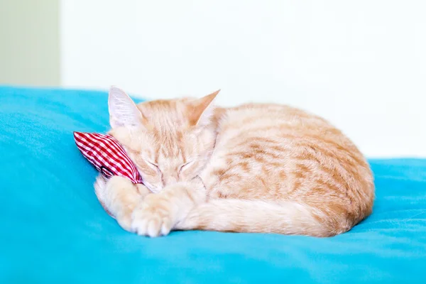 Pequeno gatinho com travesseiro vermelho — Fotografia de Stock