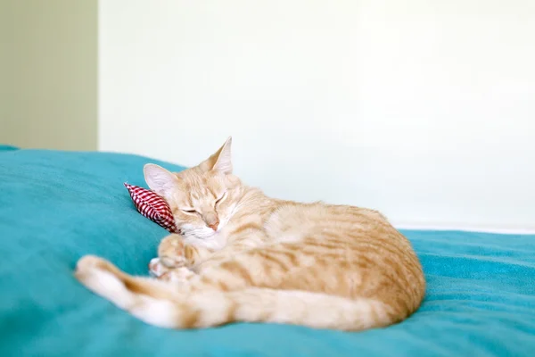 Маленькая кошечка с красной подушкой — стоковое фото