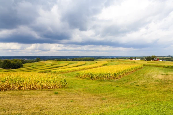 Campo de maíz americano con cielo tormentoso — Foto de Stock