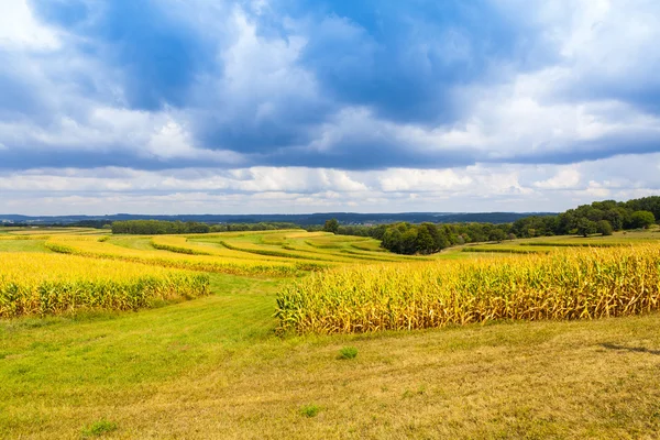 American Countryside Corn Field With Stormy Sky — Stock Photo, Image