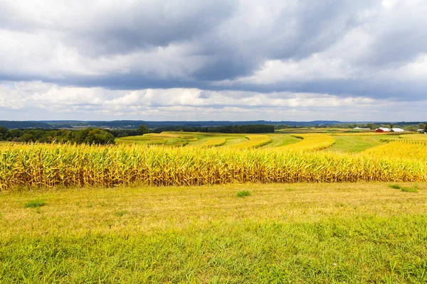 Amerikaanse platteland maïsveld met stormy sky — Stockfoto