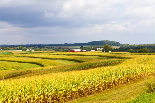 Американський сільській місцевості кукурудзяне поле з бурхливому небі — стокове фото