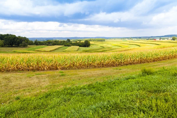 Amerikanska landsbygden sädesfält med stormig himmel — Stockfoto