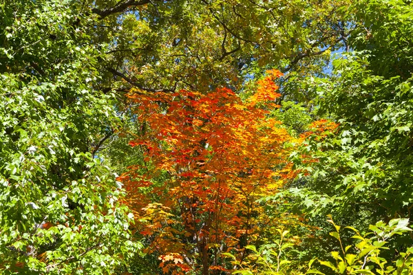 Fall — Stock Photo, Image