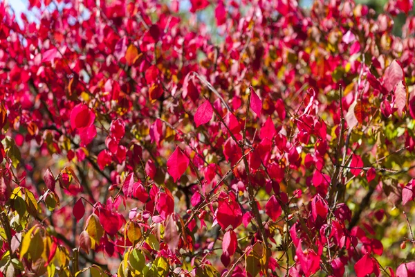 Fall — Stock Photo, Image