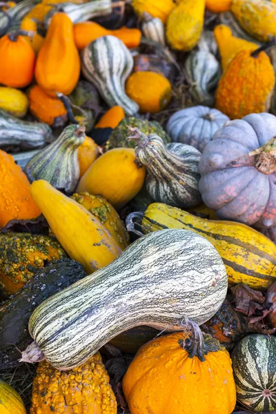 Pompoenen — Stockfoto