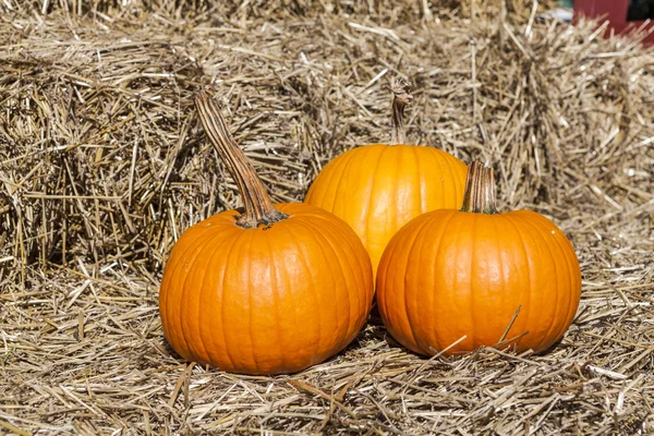 Pumpkins — Stock Photo, Image