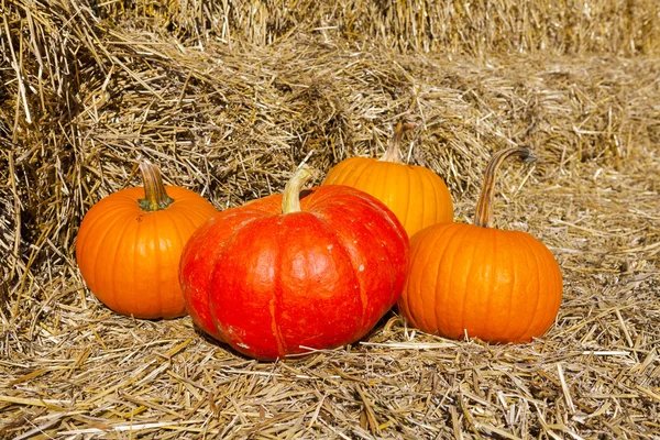 Pumpkins — Stock Photo, Image