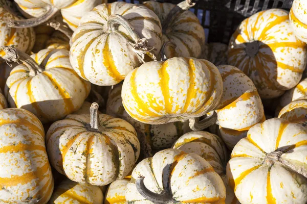 Pumpkins — Stock Photo, Image