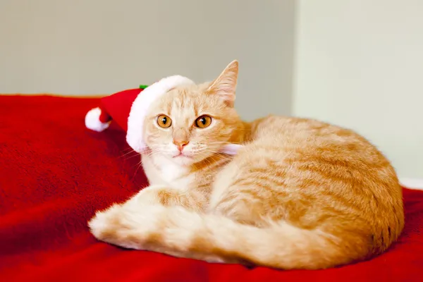 Joven gato en un entorno de Navidad, acostado en la cama — Foto de Stock