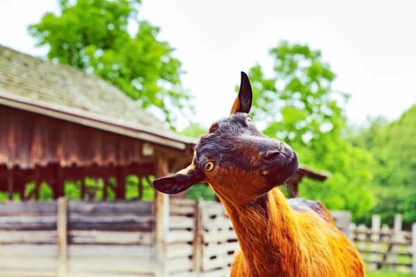 Happy Goat — Stock Photo, Image