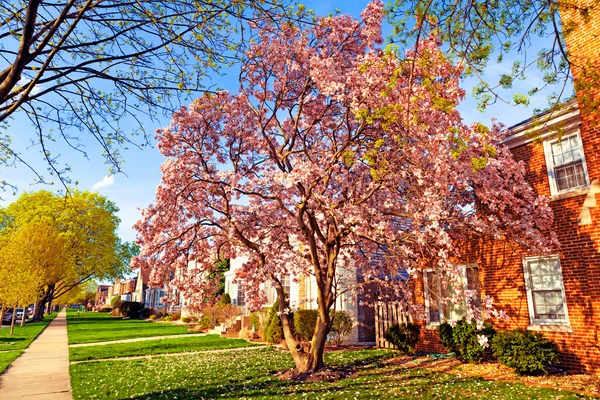 Primavera en los suburbios — Foto de Stock