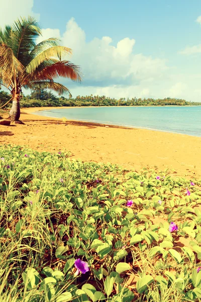 Tropical island — Stock Photo, Image