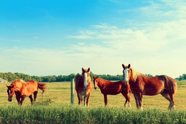 Terras agrícolas americanas — Fotografia de Stock