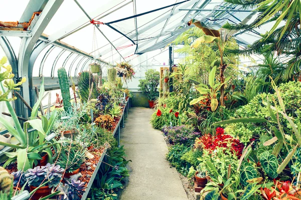 Greenhouse — Stock Photo, Image