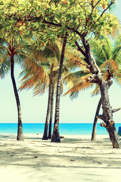 Горячий тропический пляж — стоковое фото