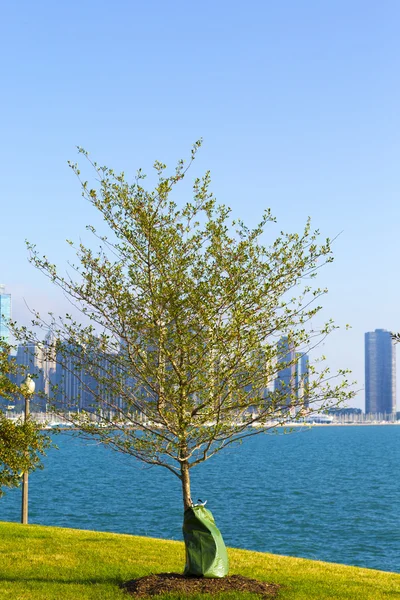 Tree Planting — Stock Photo, Image