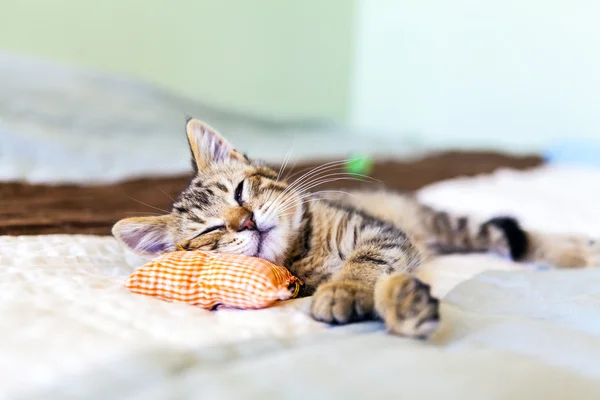 Pequeno gatinho — Fotografia de Stock