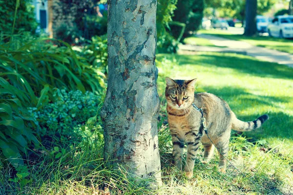 Gato joven — Foto de Stock