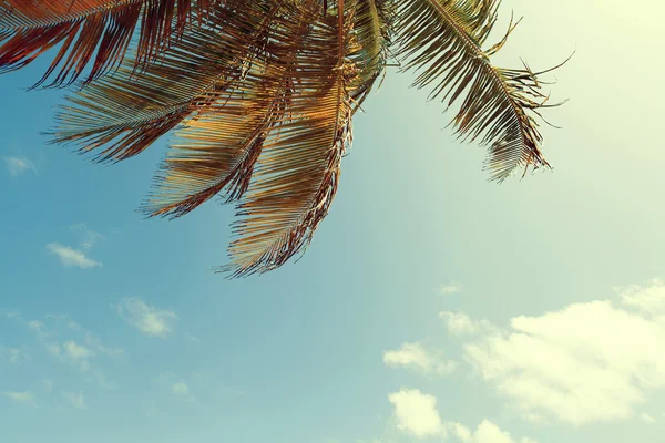 Palma con cielo blu — Foto Stock