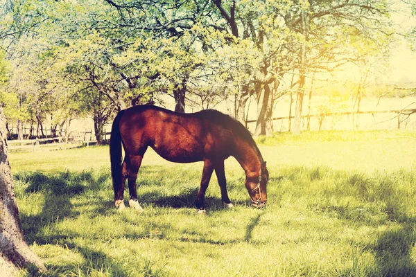 Horse in garden — Stock Photo, Image