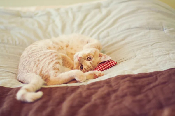 Pequeno gatinho — Fotografia de Stock