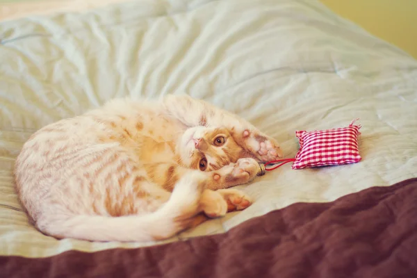 Pequeño gatito — Foto de Stock