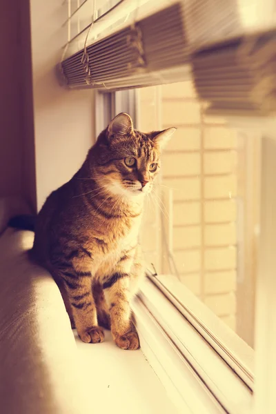 Tabby Kitty — Stockfoto
