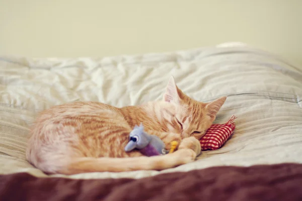 Pequeno gatinho — Fotografia de Stock