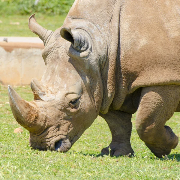 Rhino manger de l'herbe — Photo
