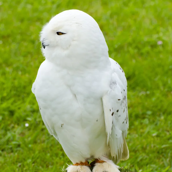 Vit uggla, i cabarceno naturliga parck — Stockfoto