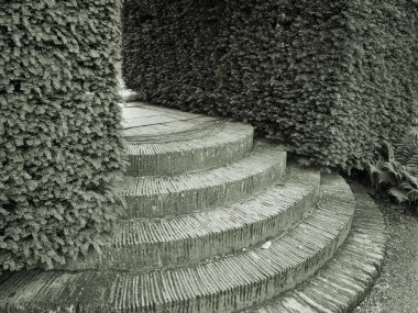 Hedges and steps clipart