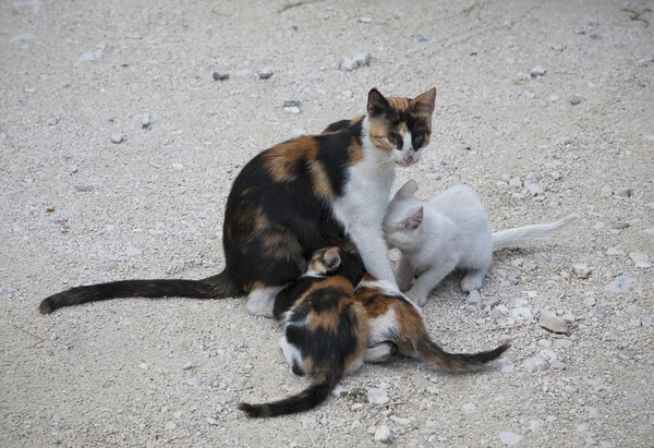 Madre gato con gatitos — Foto de Stock