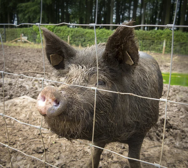 Wild boar behind fence — Stock Photo, Image