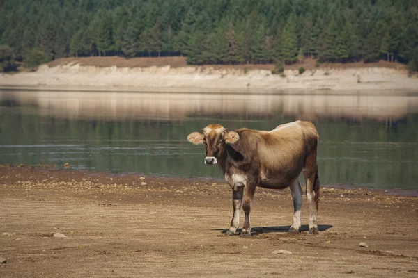 Calf by the lake — Stock Photo, Image