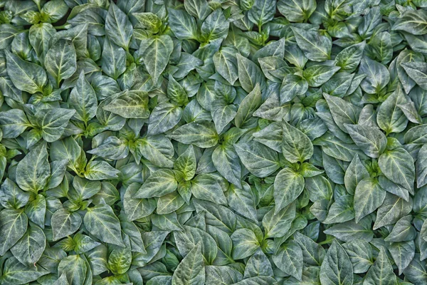 Μικρή πράσινη πιπεριά φυτά φαίνεται από τα ανωτέρω. — Φωτογραφία Αρχείου