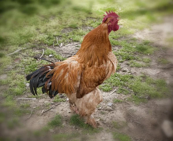 Red rooster crowing — Stock Photo, Image