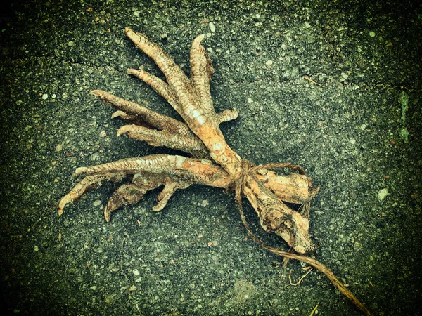 Feet of a hen bound together - used in old witchcraft. — Stock Photo, Image