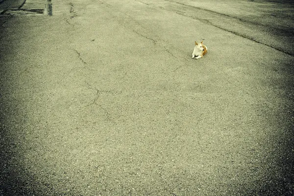 Cão vadio na cidade — Fotografia de Stock