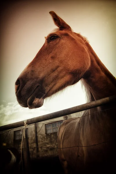 Italian mare — Stock Photo, Image