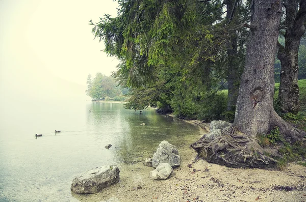 Door meer bohinj Slovenië — Stockfoto