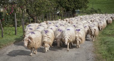 Bir koyun sürüsü.