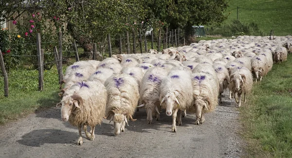 Un rebaño de ovejas — Foto de Stock
