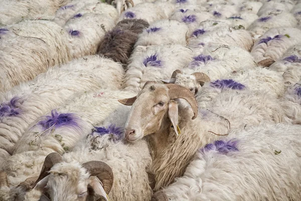 Ovejas por todas partes Imágenes de stock libres de derechos