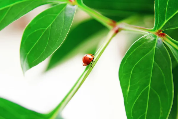 Ladybug on green leaf — Stock Photo, Image