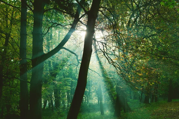 Raios solares entre árvores na floresta — Fotografia de Stock