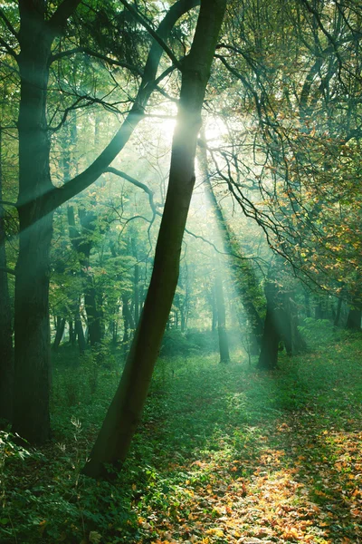 Rayons de soleil entre les arbres dans la forêt — Photo